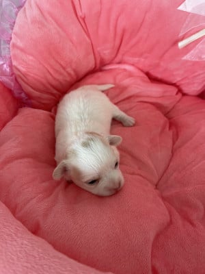 Les chiots de Chihuahua