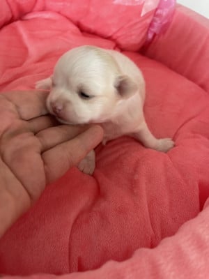 Les chiots de Chihuahua