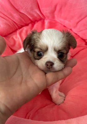 Les chiots de Chihuahua