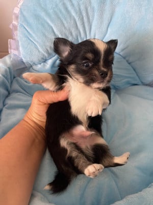 Les chiots de Chihuahua