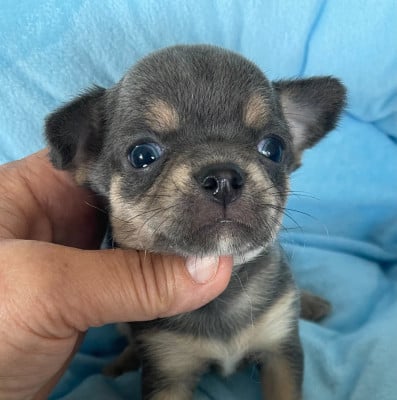 Les chiots de Chihuahua