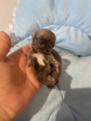 Bronx - Chihuahua