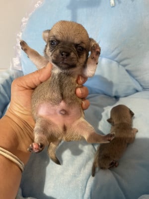 Baxter - Chihuahua