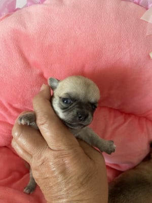 Baya - Chihuahua