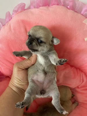 Chihuahua