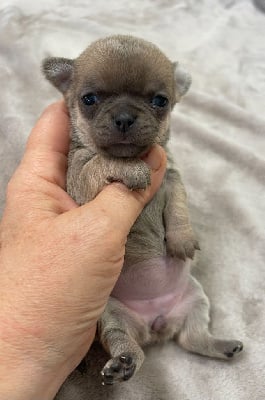 Les chiots de Chihuahua