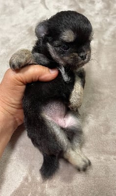 Les chiots de Chihuahua