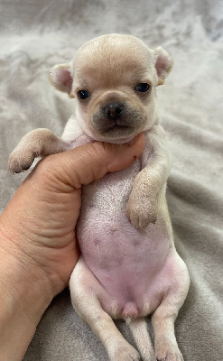 Les chiots de Chihuahua