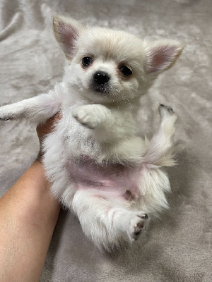 Les chiots de Chihuahua