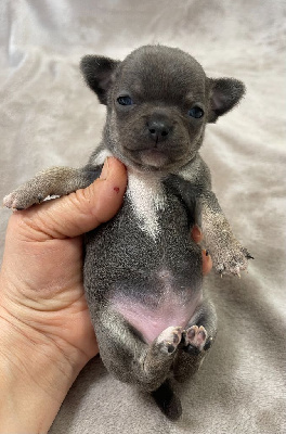 Les chiots de Chihuahua