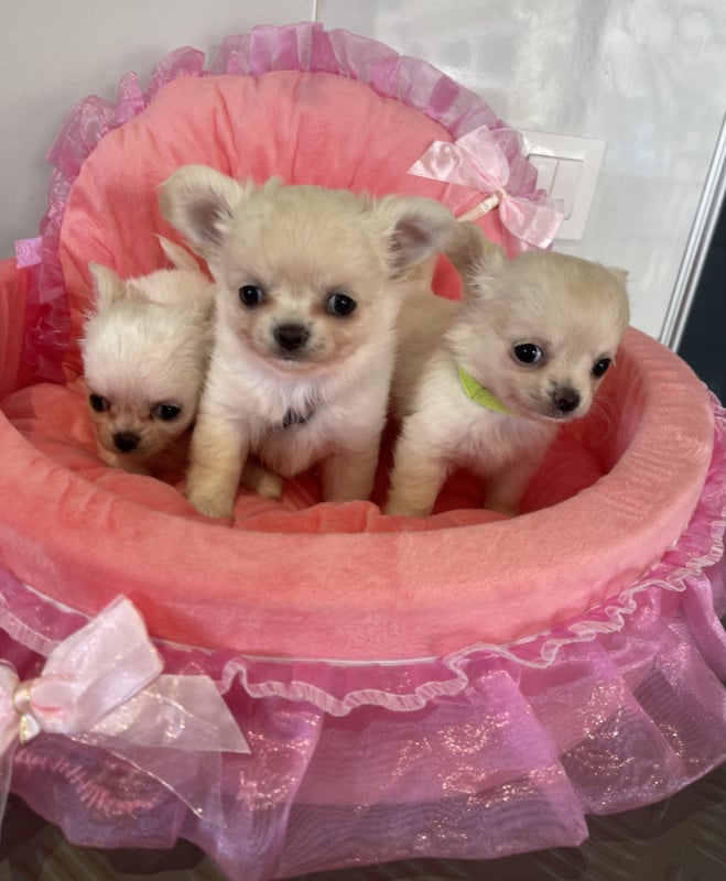 Chihuahua - Des Barons De Maule