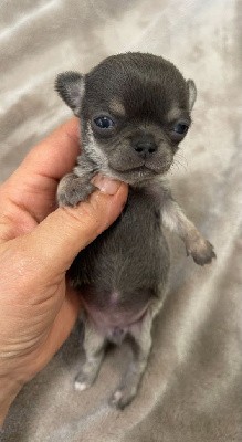 Magnifique femelle miniature poil court bleue, papa -jeune champion de France,3 semaines sur les photos, me contacter au 0610702872