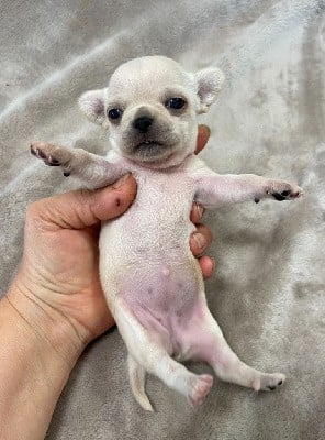 Magnifique femelle poil court blanche crème, papa -jeune champion de France,3 semaines sur les photos, me contacter au 0610702872