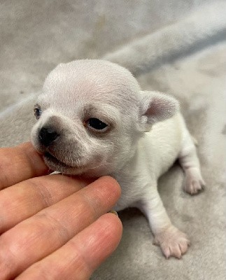 Très beau  mâle poil court blanc crème, papa -jeune champion de France,3 semaines sur les photos, me contacter au 0610702872