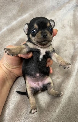 Splendide femelle poil court noire et tan, papa -jeune champion de France,3 semaines sur les photos, me contacter au 0610702872