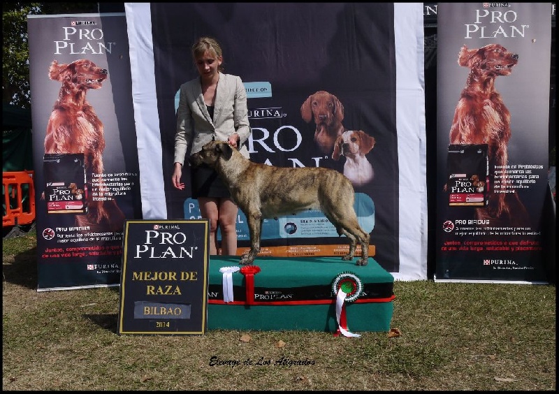 CH. perro caracteristico La esperanza - CAC Meilleur de Race