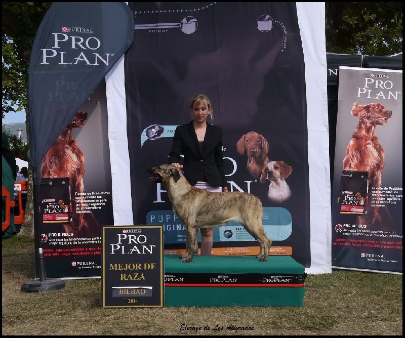 CH. perro caracteristico La esperanza - CAC CACIB Meilleur de Race