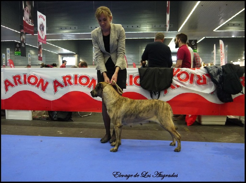 CH. perro caracteristico La esperanza - CACS CACIB Meilleure Femelle