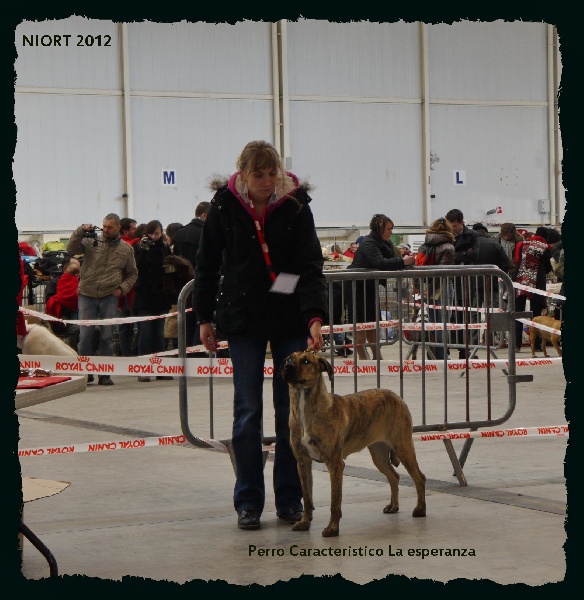 CH. perro caracteristico La esperanza - Meilleur Jeune Meilleur de race