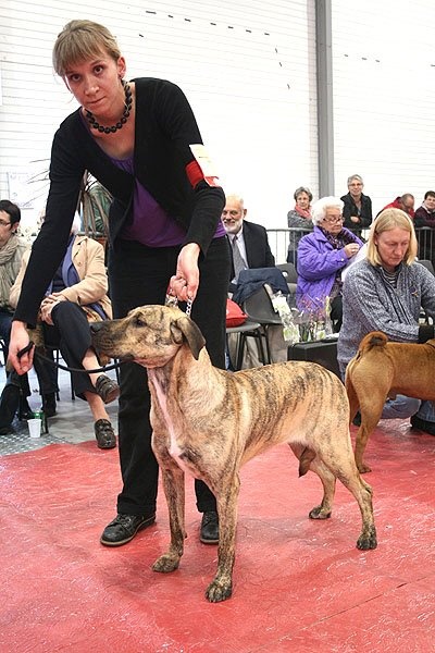 CH. perro caracteristico La esperanza - Meilleur Jeune Meilleur de race