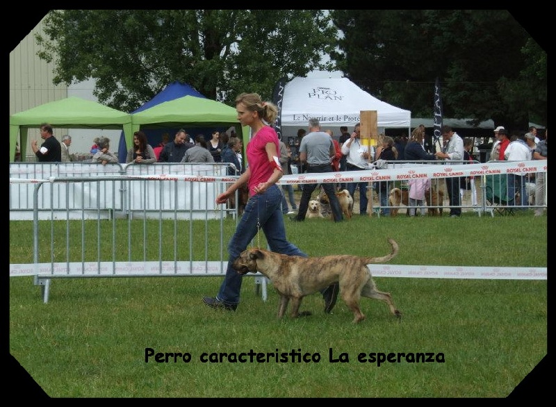CH. perro caracteristico La esperanza - CACS Meilleur de Race