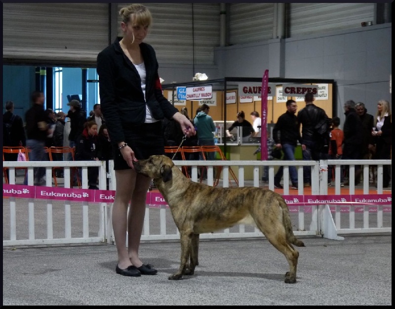 CH. perro caracteristico La esperanza - 1 ere EXC CACS