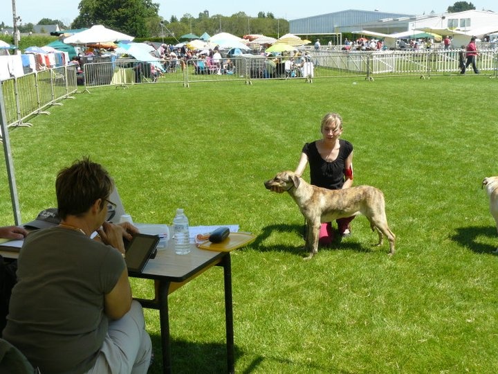 CH. perro caracteristico La esperanza - Meilleur Puppy
