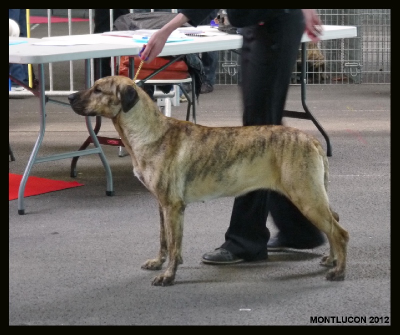 CH. perro caracteristico La esperanza - Meilleur Jeune Meilleur de race