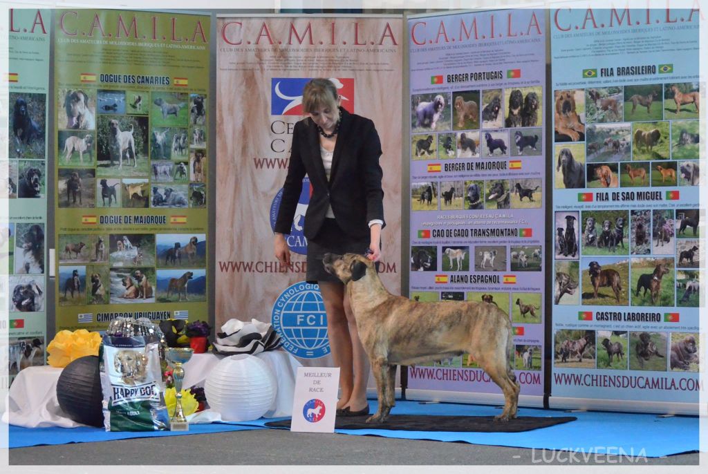 CH. perro caracteristico La esperanza - Meilleur Champion Meilleur de Race