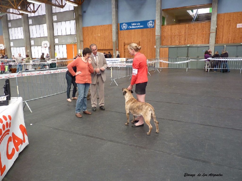 CH. perro caracteristico La esperanza - CACS