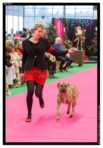 CH. perro caracteristico La esperanza - CACS CACIB Meilleur de Race