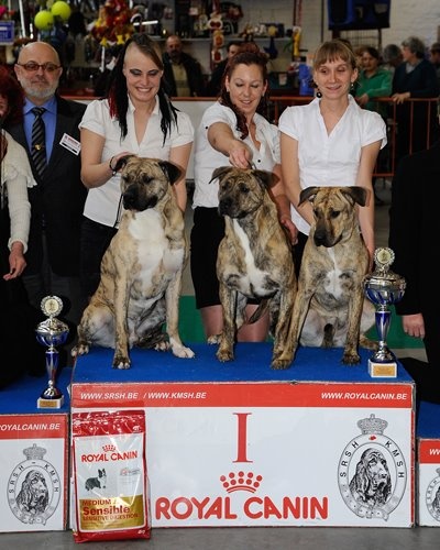 CH. perro caracteristico La esperanza - 1 ere excellent + BIS Breeder Group ( kennel Perro caracteristico)