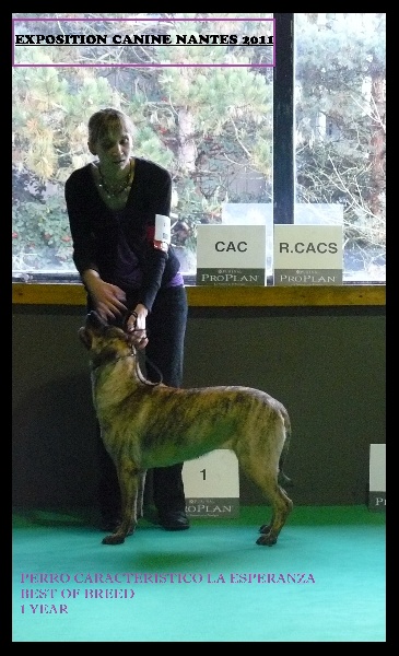 CH. perro caracteristico La esperanza - Meilleur Jeune Meilleur de race