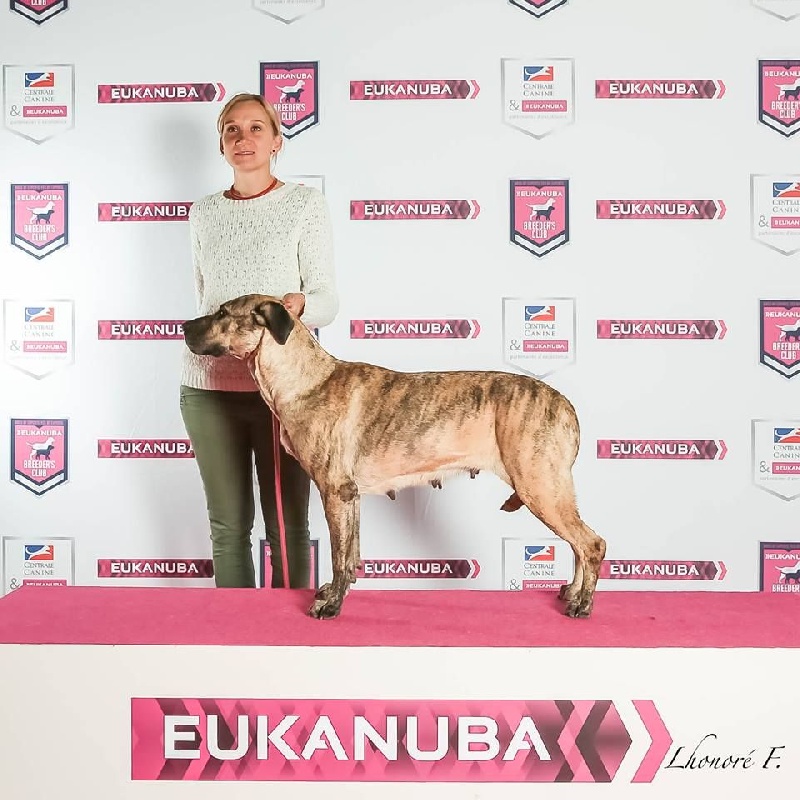 CH. perro caracteristico La esperanza - Meilleur de Race