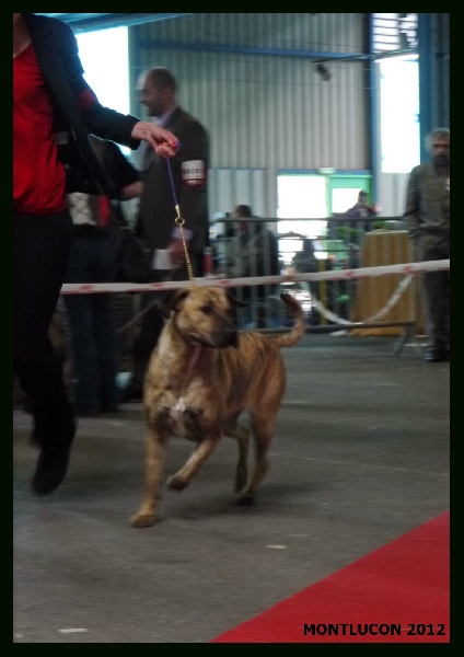 CH. perro caracteristico La esperanza - 2ème excellent RCACS