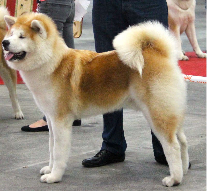 CH. H'ougon san of heiya no kouma - meilleur puppy