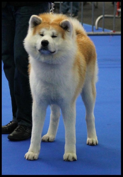 CH. H'ougon san of heiya no kouma - Meilleur Jeune