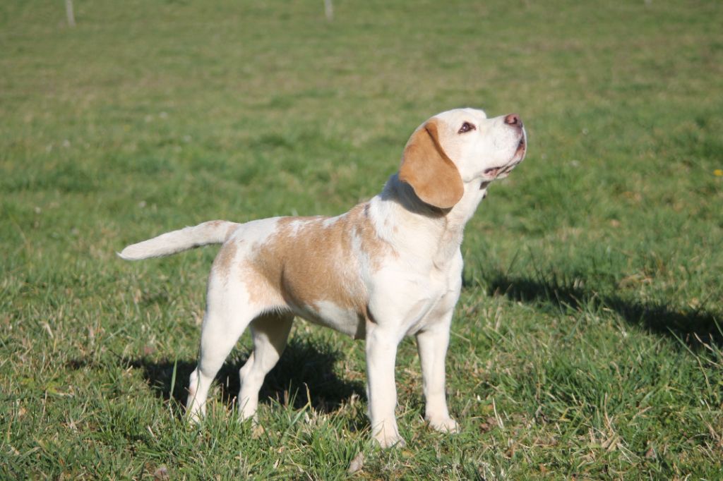 Publication : Diwar Ar Maen Gwenn Auteur : Emilien Moreaud