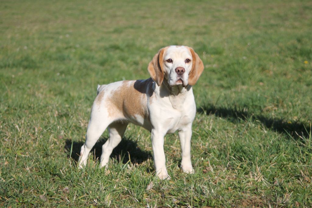 Publication : Diwar Ar Maen Gwenn Auteur : Emilien Moreaud