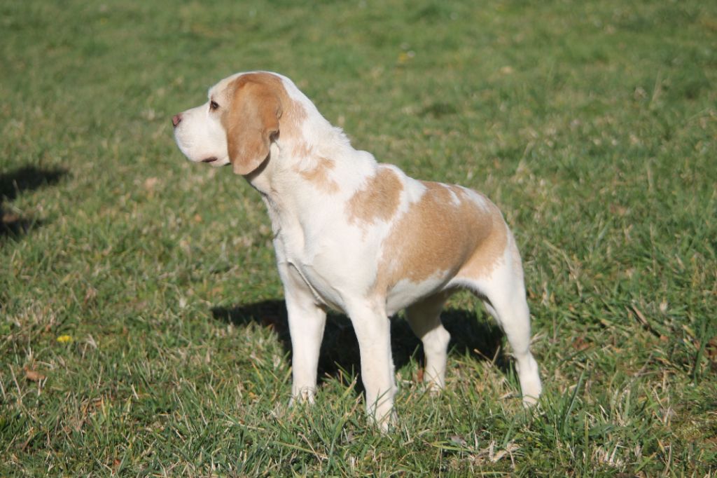Publication : Diwar Ar Maen Gwenn Auteur : Emilien Moreaud