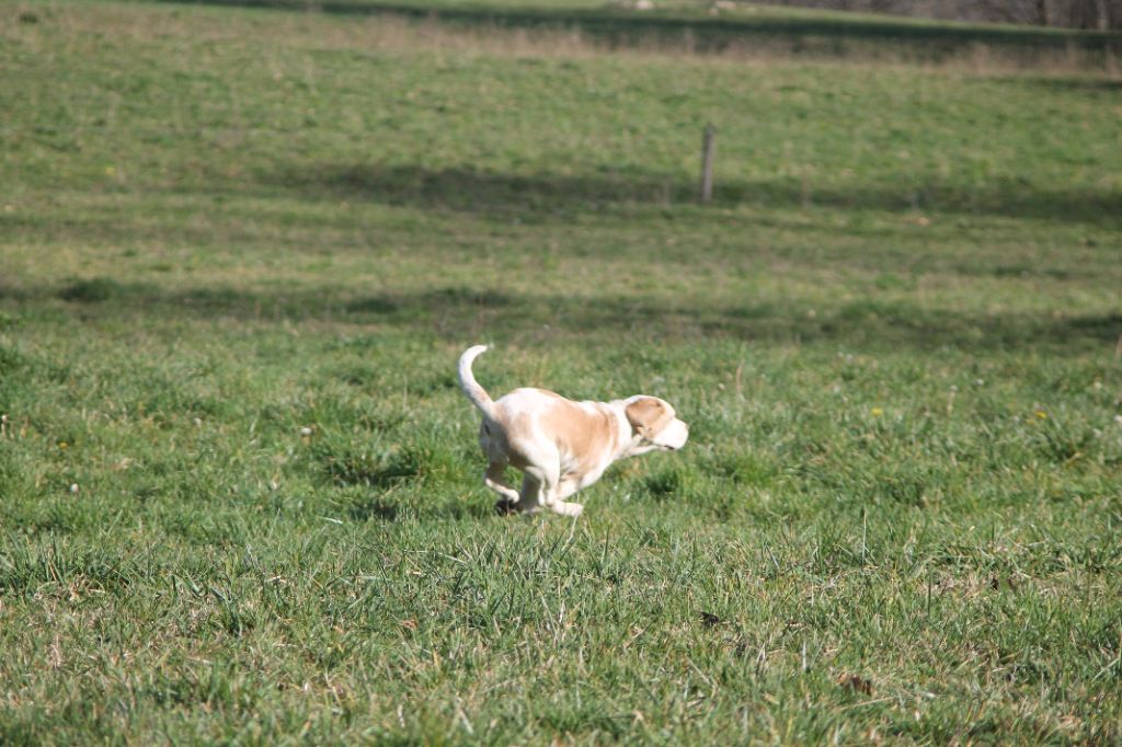 Publication : Diwar Ar Maen Gwenn Auteur : Emilien Moreaud