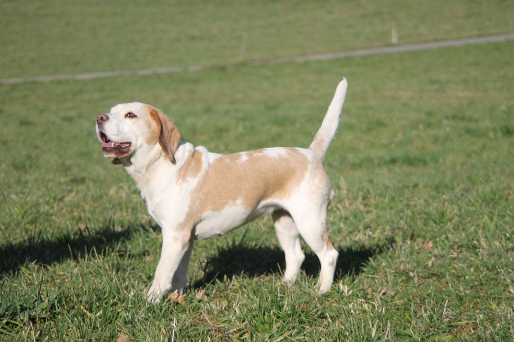 Publication : Diwar Ar Maen Gwenn Auteur : Emilien Moreaud