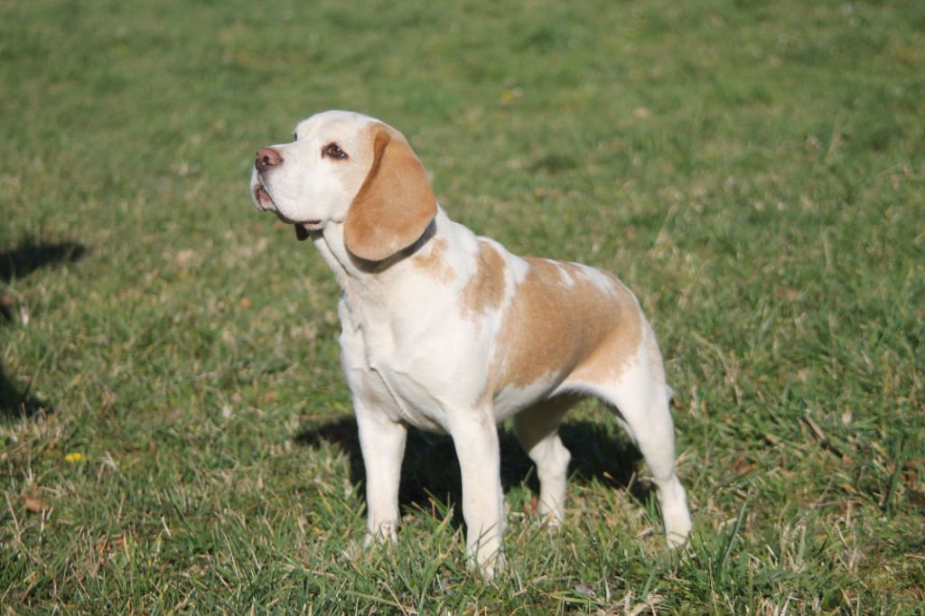 Publication : Diwar Ar Maen Gwenn Auteur : Emilien Moreaud