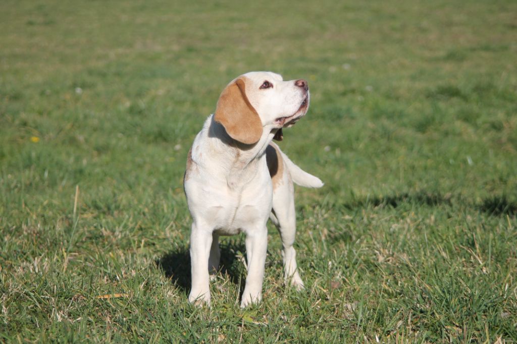 Publication : Diwar Ar Maen Gwenn Auteur : Emilien Moreaud