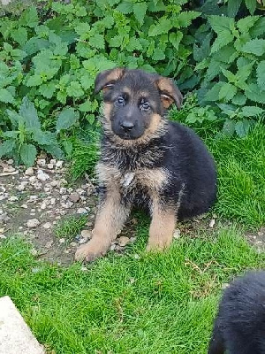Les chiots de Berger Allemand