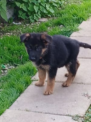 Les chiots de Berger Allemand