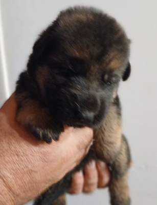 Les chiots de Berger Allemand