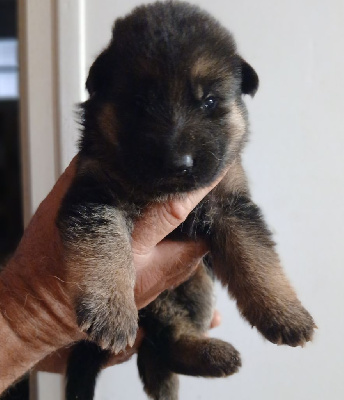 Les chiots de Berger Allemand