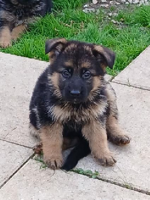Les chiots de Berger Allemand