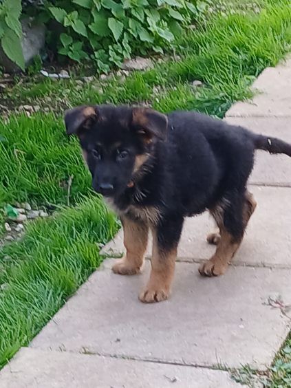 Alméria - Berger Allemand